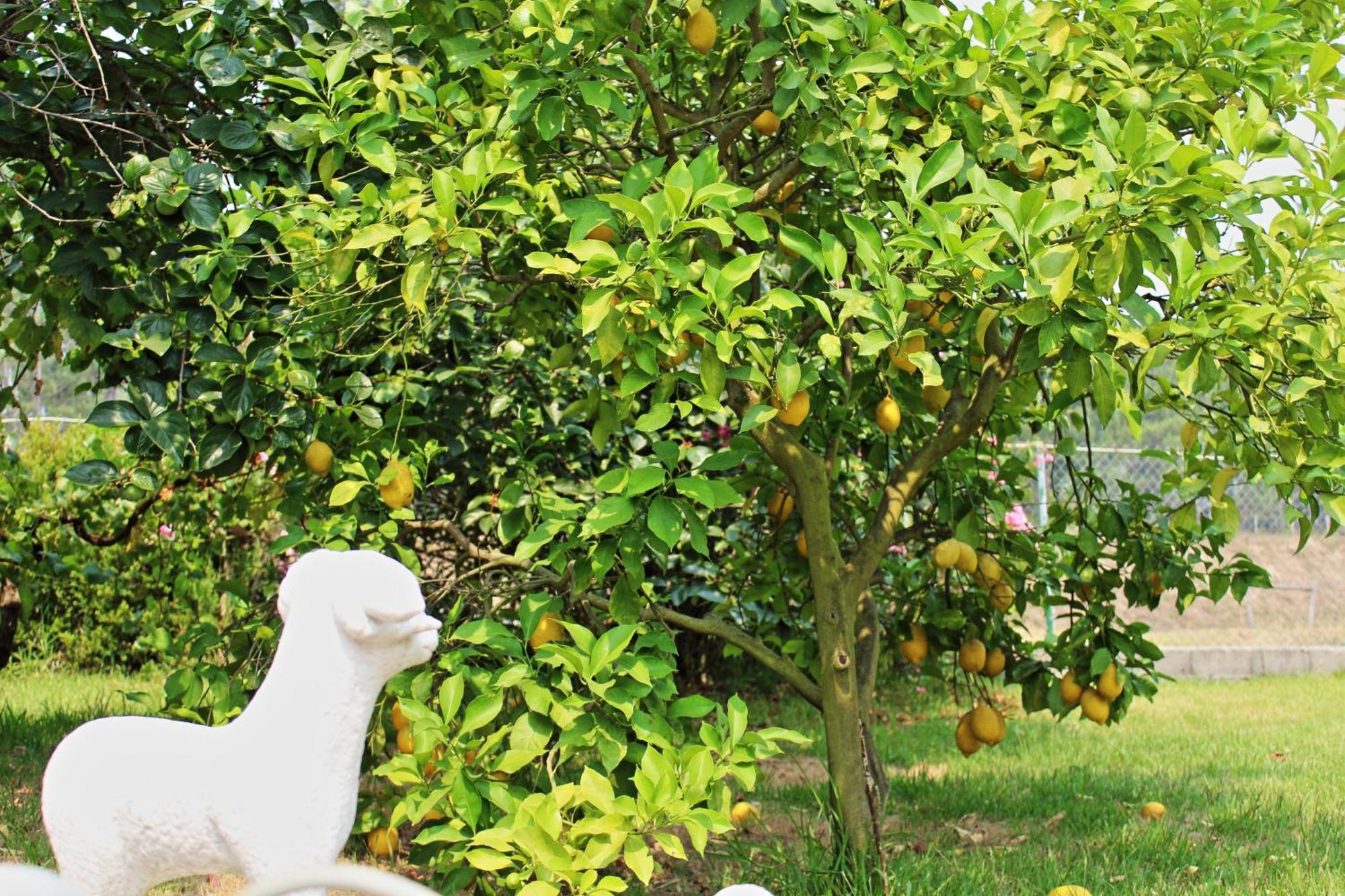 Residencial Pinho Verde Mealhada Ngoại thất bức ảnh